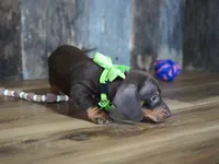 Cade, a male Miniature Dachshund for sale in Koshkonong, MO – Photo 3 of 3