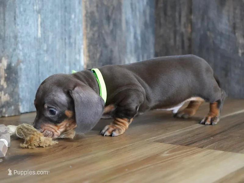 Cade – Miniature Dachshund puppy for sale in Koshkonong, MO