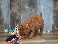 Jaxon, a male Cavapoo for sale in Koshkonong, MO – 4 of 5