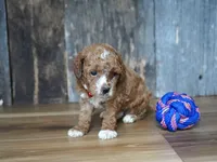 Duke, a male Cavapoo for sale in Koshkonong, MO – 2 of 6