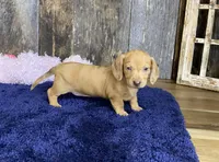 Crissy, a female Miniature Dachshund for sale in Koshkonong, MO – Photo 2 of 10