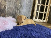 Crissy, a female Miniature Dachshund for sale in Koshkonong, MO – Photo 3 of 10