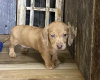 Crissy, a female Miniature Dachshund for sale in Koshkonong, MO – Photo 8 of 10