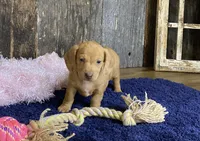 Crissy, a female Miniature Dachshund for sale in Koshkonong, MO – Photo 6 of 10
