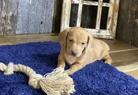 Crissy, a female Miniature Dachshund for sale in Koshkonong, MO – Photo 1 of 10