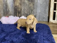 Crissy, a female Miniature Dachshund for sale in Koshkonong, MO – Photo 5 of 10
