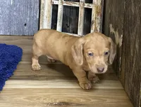 Crissy, a female Miniature Dachshund for sale in Koshkonong, MO – Photo 9 of 10