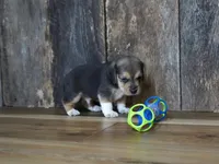 Chase, a male Beagle for sale in Koshkonong, MO – 5 of 10