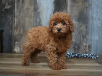 Jaxon, a male Cavapoo for sale in Koshkonong, MO – 3 of 8
