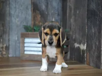 Chase, a male Beagle for sale in Koshkonong, MO – 3 of 8