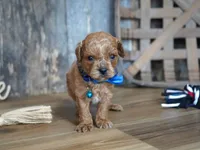 Luke, a male Cavapoo for sale in Koshkonong, MO – 2 of 7
