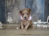Sara, a female Maltipoo for sale in Koshkonong, MO – 3 of 7