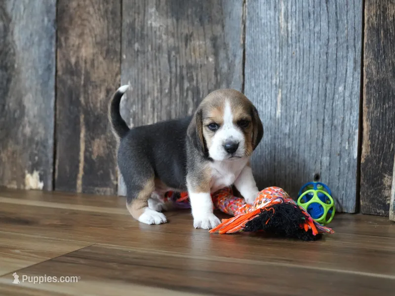 Brett – Beagle puppy for sale in Koshkonong, MO