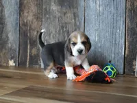 Brett, a male Beagle for sale in Koshkonong, MO – 2 of 9