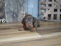 Griff, a male Miniature Dachshund for sale in Koshkonong, MO – 3 of 6