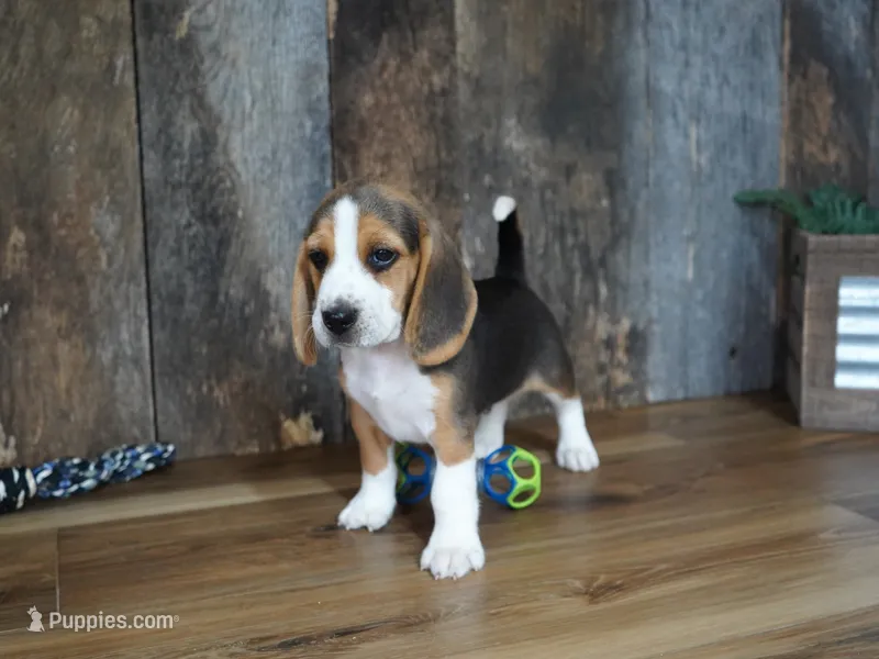 Sampson – Beagle puppy for sale in Koshkonong, MO