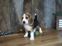 Sampson, a male Beagle for sale in Koshkonong, MO – 1 of 9