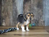Chase, a male Beagle for sale in Koshkonong, MO – 6 of 8