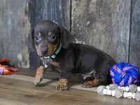 Burke, a male Miniature Dachshund for sale in Koshkonong, MO – Photo 3 of 6