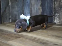 Burke, a male Miniature Dachshund for sale in Koshkonong, MO – Photo 6 of 6