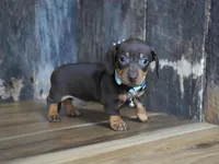 Burke, a male Miniature Dachshund for sale in Koshkonong, MO – Photo 5 of 6