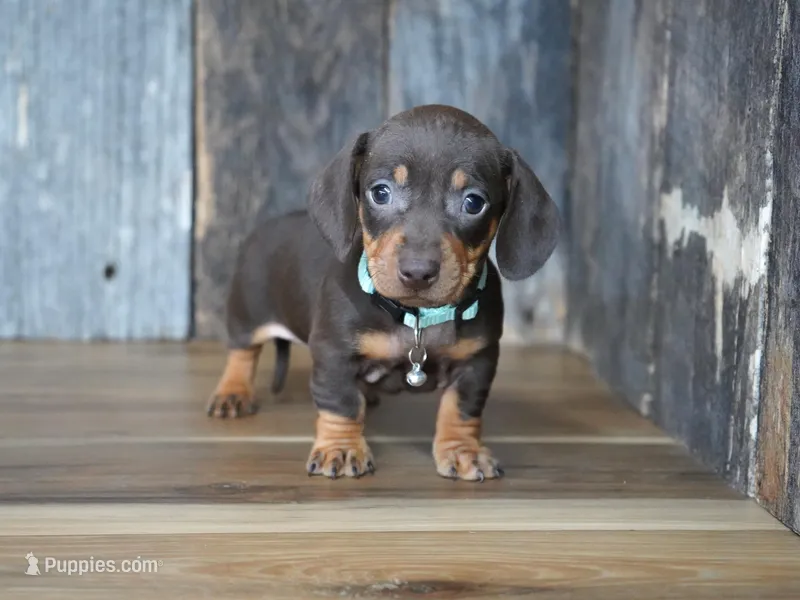 Burke – Miniature Dachshund puppy for sale in Koshkonong, MO