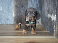 Burke, a male Miniature Dachshund for sale in Koshkonong, MO – Photo 1 of 6