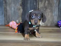 Burke, a male Miniature Dachshund for sale in Koshkonong, MO – Photo 4 of 6