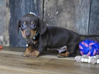 Burke, a male Miniature Dachshund for sale in Koshkonong, MO – Photo 2 of 6