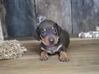 Boone, a male Miniature Dachshund for sale in Koshkonong, MO – 4 of 6