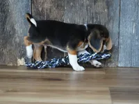 Cooper, a male Beagle for sale in Koshkonong, MO – 7 of 10