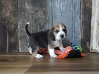 Brett, a male Beagle for sale in Koshkonong, MO – 9 of 9