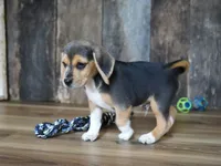 Chase, a male Beagle for sale in Koshkonong, MO – 4 of 8