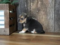 Chase, a male Beagle for sale in Koshkonong, MO – 3 of 10