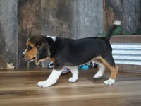 Cooper, a male Beagle for sale in Koshkonong, MO – 9 of 10