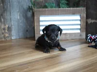 Abbi, a female Miniature Dachshund for sale in Koshkonong, MO – 4 of 8