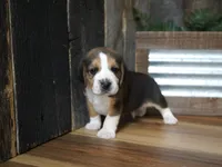 Sampson, a male Beagle for sale in Koshkonong, MO – 3 of 7