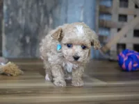 Dake, a male Maltipoo for sale in Koshkonong, MO – Photo 6 of 6