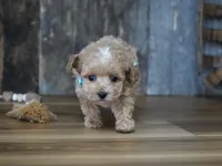 Dake, a male Maltipoo for sale in Koshkonong, MO – Photo 2 of 6