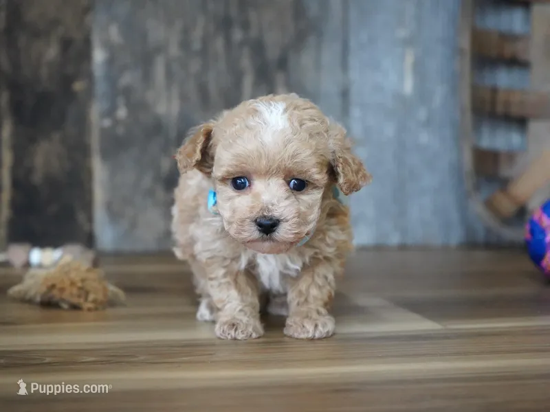 Dake – Maltipoo puppy for sale in Koshkonong, MO