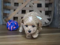 Dake, a male Maltipoo for sale in Koshkonong, MO – Photo 4 of 6