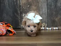 Dake, a male Maltipoo for sale in Koshkonong, MO – Photo 3 of 6