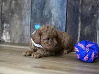 Cash, a male Cavapoo for sale in Koshkonong, MO – 2 of 4