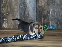 Chase, a male Beagle for sale in Koshkonong, MO – 7 of 8