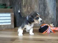 Cooper, a male Beagle for sale in Koshkonong, MO – 3 of 8