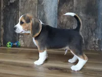 Sampson, a male Beagle for sale in Koshkonong, MO – 3 of 9