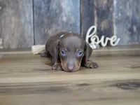 Brady, a male Miniature Dachshund for sale in Koshkonong, MO – 3 of 6