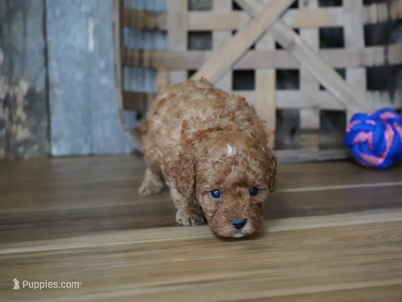 Cupcake – Cavapoo puppy for sale in Koshkonong, MO