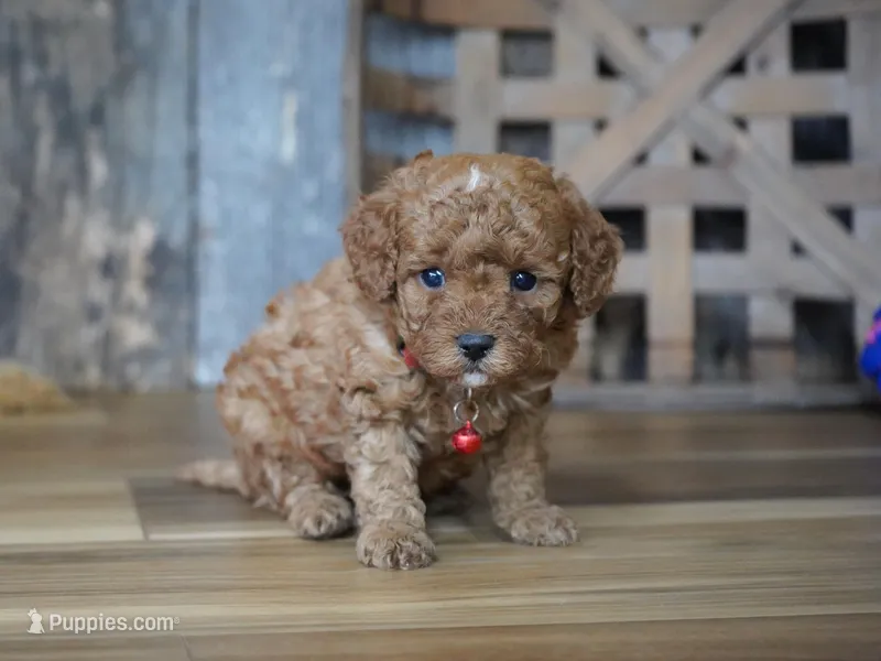 Cupcake – Cavapoo puppy for sale in Koshkonong, MO