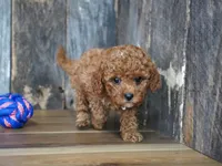 Cupcake, a male Cavapoo for sale in Koshkonong, MO – Photo 4 of 5